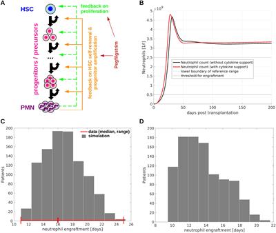 Stem cell graft dose and composition could impact on the expansion of donor-derived clones after allogeneic hematopoietic stem cell transplantation – a virtual clinical trial